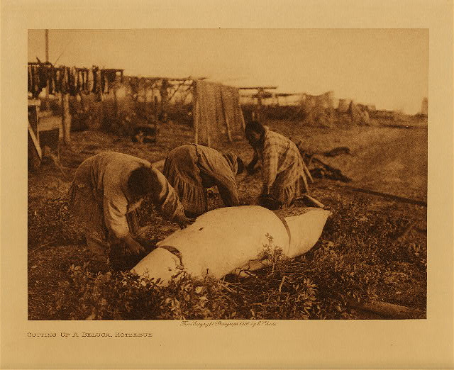 Cutting up a beluga, Kotzebue 1928