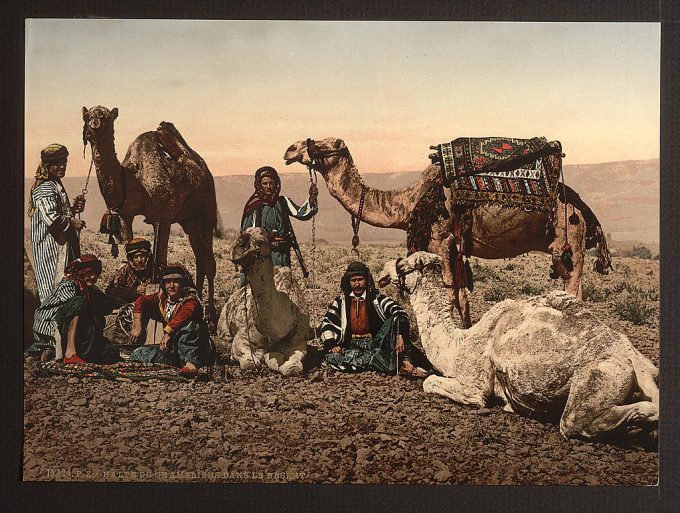 Camels halting in the desert, Holy Land