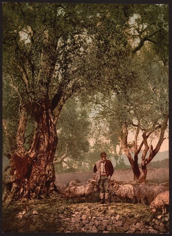 Shephard with flock in olive grove, Mentone, Riveria