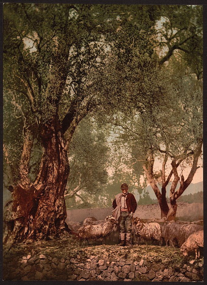Shephard with flock in olive grove, Mentone, Riveria