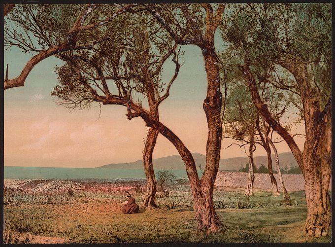 Olive trees, Mentone, Riviera