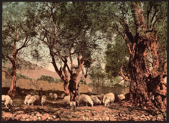 Shephard tending sheep in olive grove, Mentone, Riviera
