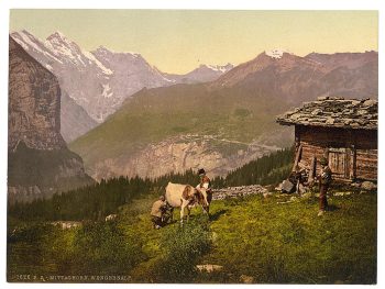 Wengern Alp, cheese dairy, cowkeeper milking cow, Bernese Oberland, Switzerland