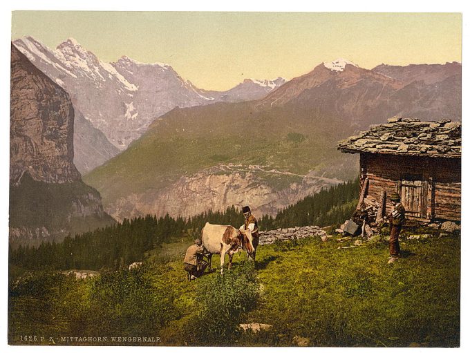 Wengern Alp, cheese dairy, cowkeeper milking cow, Bernese Oberland, Switzerland