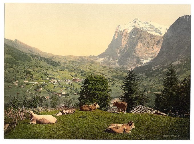 Grindelwald, cows in pasture, Bernese Oberland, Switzerland