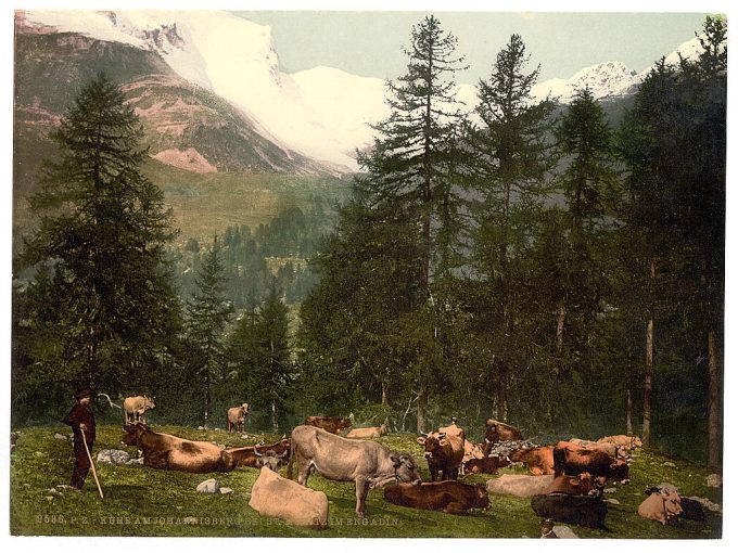 St. Moritz, cows at Johannisberg, Grisons, Switzerland