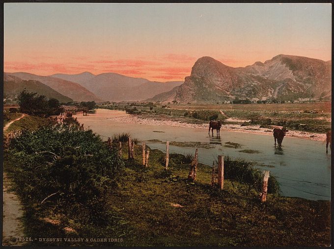 Cader Idris and Dyssyni Valley (cattle study), Wales