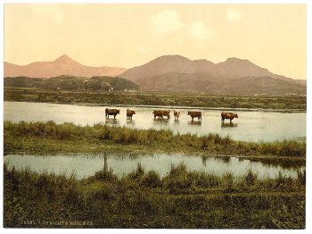 Cynicht and Moelwyn (cattle study), Wales