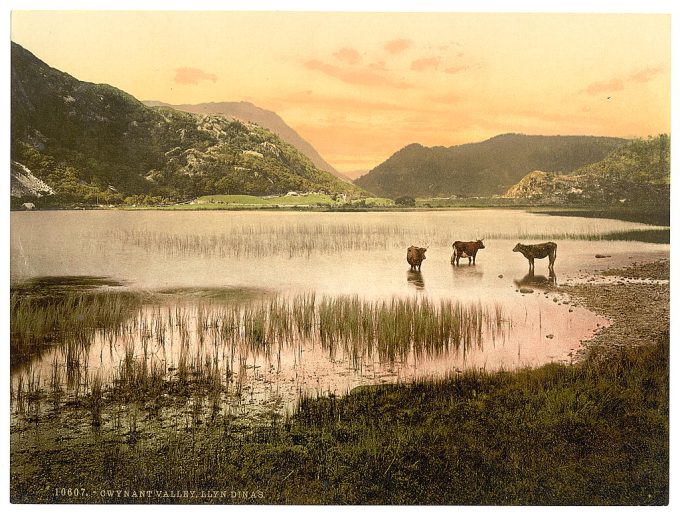 Llyn Dinas (cattle study), Gwynant Valley, Wales