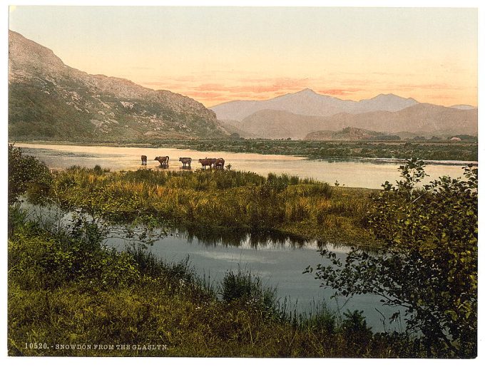 From Glaslyn (cattle study), Snowdon, Wales