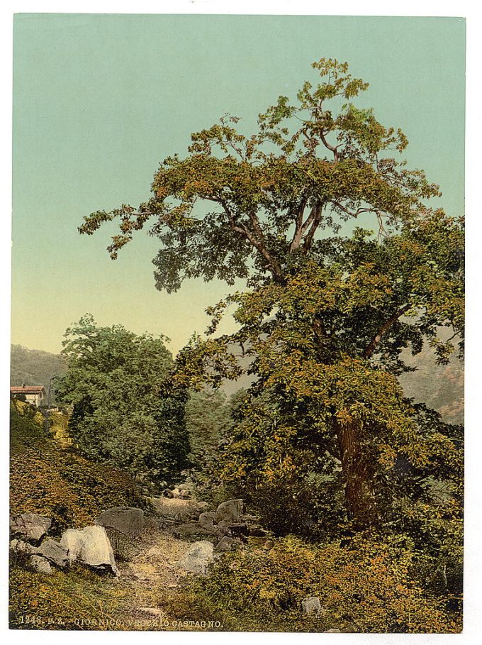 Giornico, old chestnut tree near the railway, St. Gotthard Railway, Switzerland