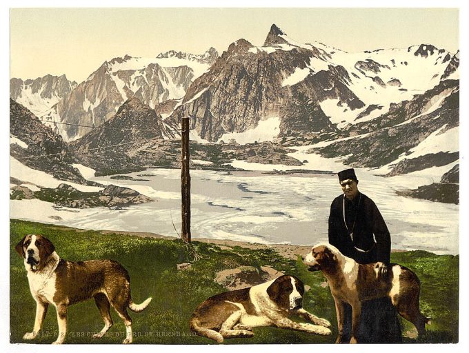 St. Bernard dogs, Valais, Alps of, Switzerland