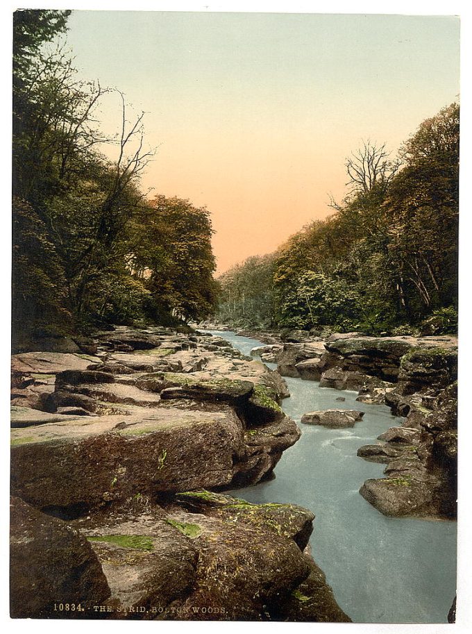 Woods, the Strid, Bolton, England