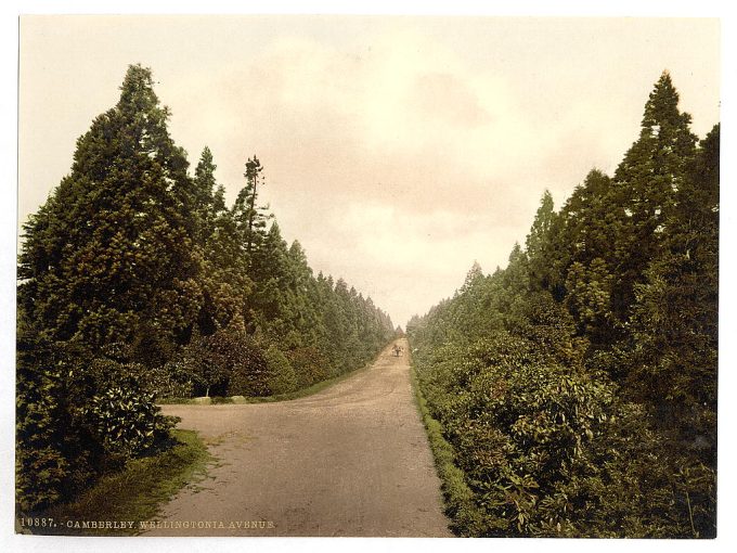 Wellingtonia Avenue, Camberley, England