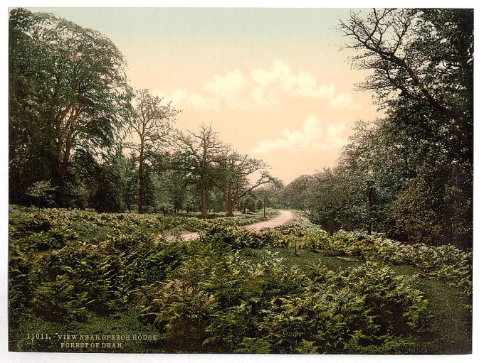 A view near Speech House, Forest of Dean, England