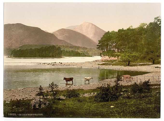 On Derwentwater, cattle study, Lake District, England