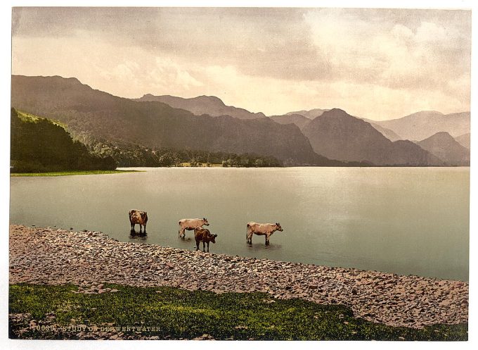 On Derwentwater, cattle study, Lake District, England