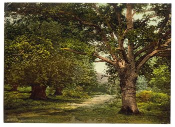 Burnham Beeches, London and suburbs, England