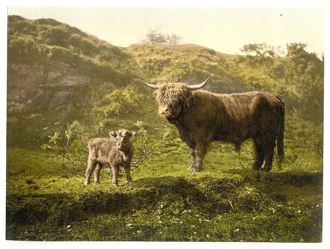 Father and son (highland cattle), England