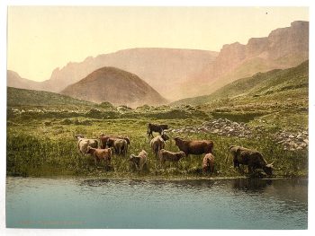 Thirsty cattle, England