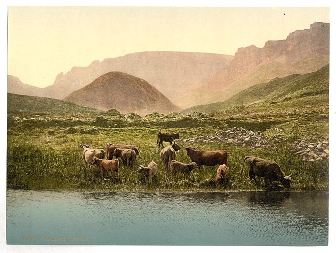 Thirsty cattle, England