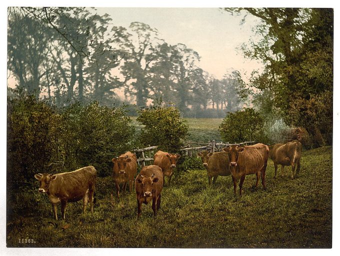 Milking time, England