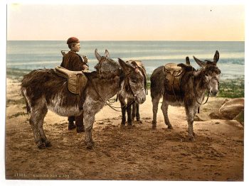 Waiting for a job (donkeys), England