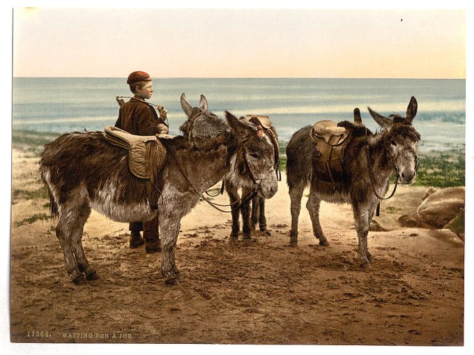 Waiting for a job (donkeys), England
