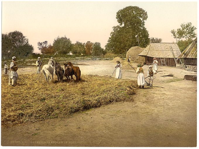 Threshing grain, Bosnia, Austro-Hungary