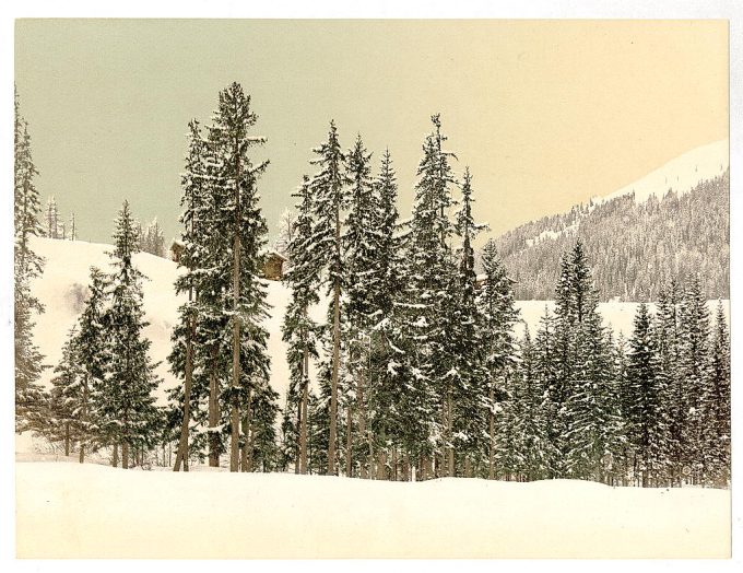Winter scene with trees and snow