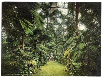 Interior of Palm Houses, Frankfort on Main (i.e. Frankfurt am Main), Germany