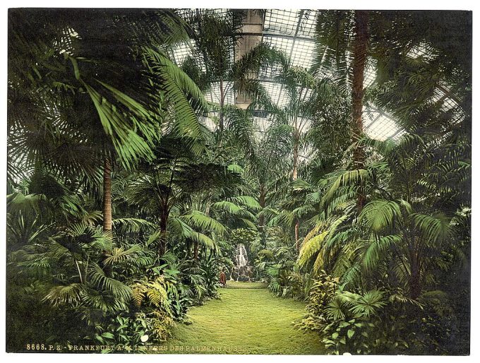 Interior of Palm Houses, Frankfort on Main (i.e. Frankfurt am Main), Germany