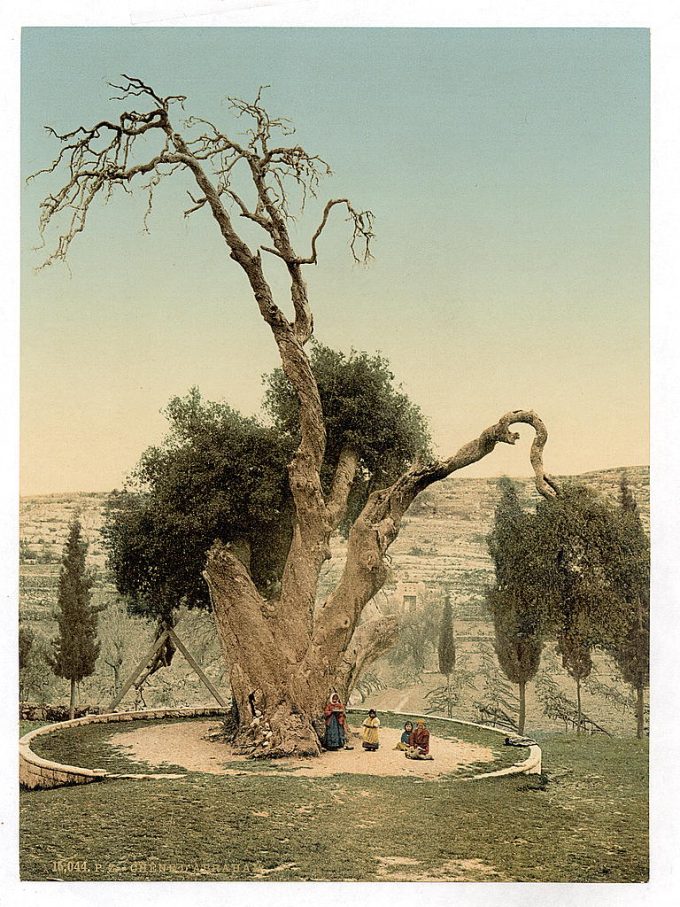 Abraham's tree Mamreh, Hebron, Holy Land, (i.e., West Bank)