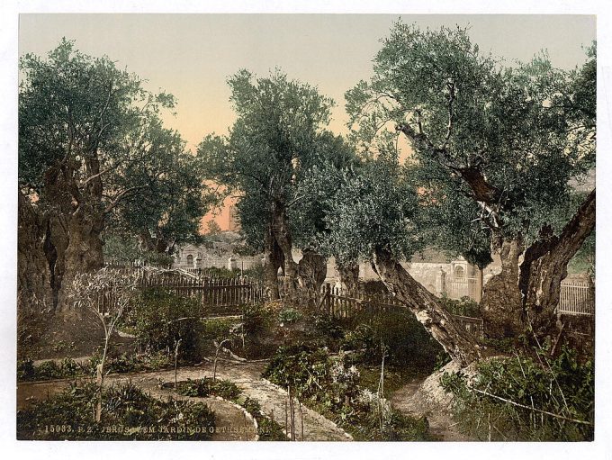 Garden of Gethsemane, Jerusalem, Holy Land