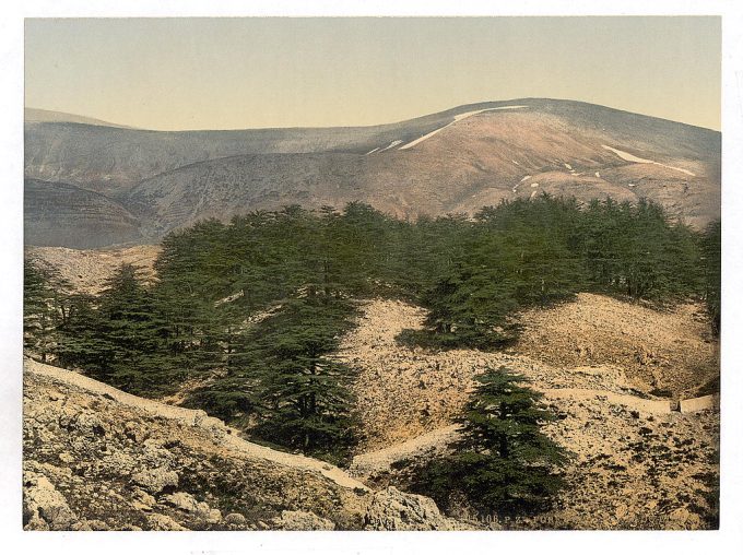 General view of the cedars of Lebanon, Lebanon, Holy Land