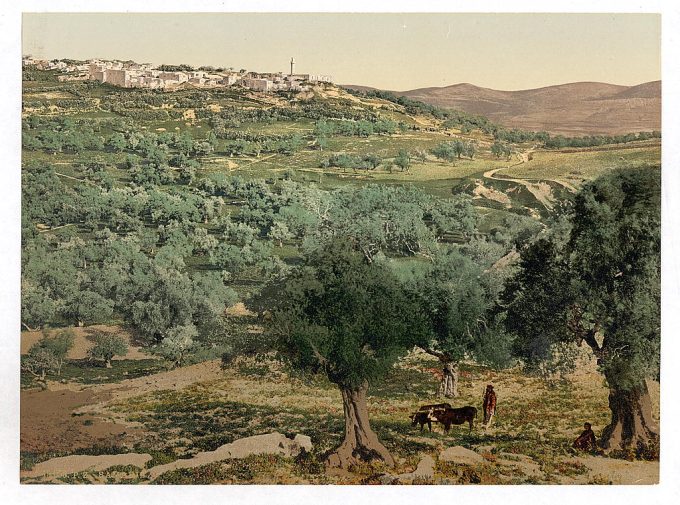 General view, Samaria, Holy Land, (i.e., Sabastiyah, Israel)
