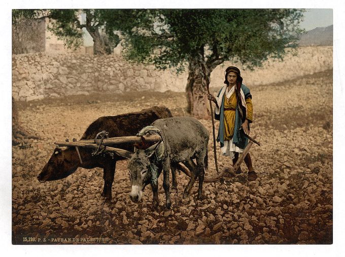 Native of Palestine working with an ox and an ass, Holy Land
